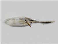 藏品(大白鷺)的圖片